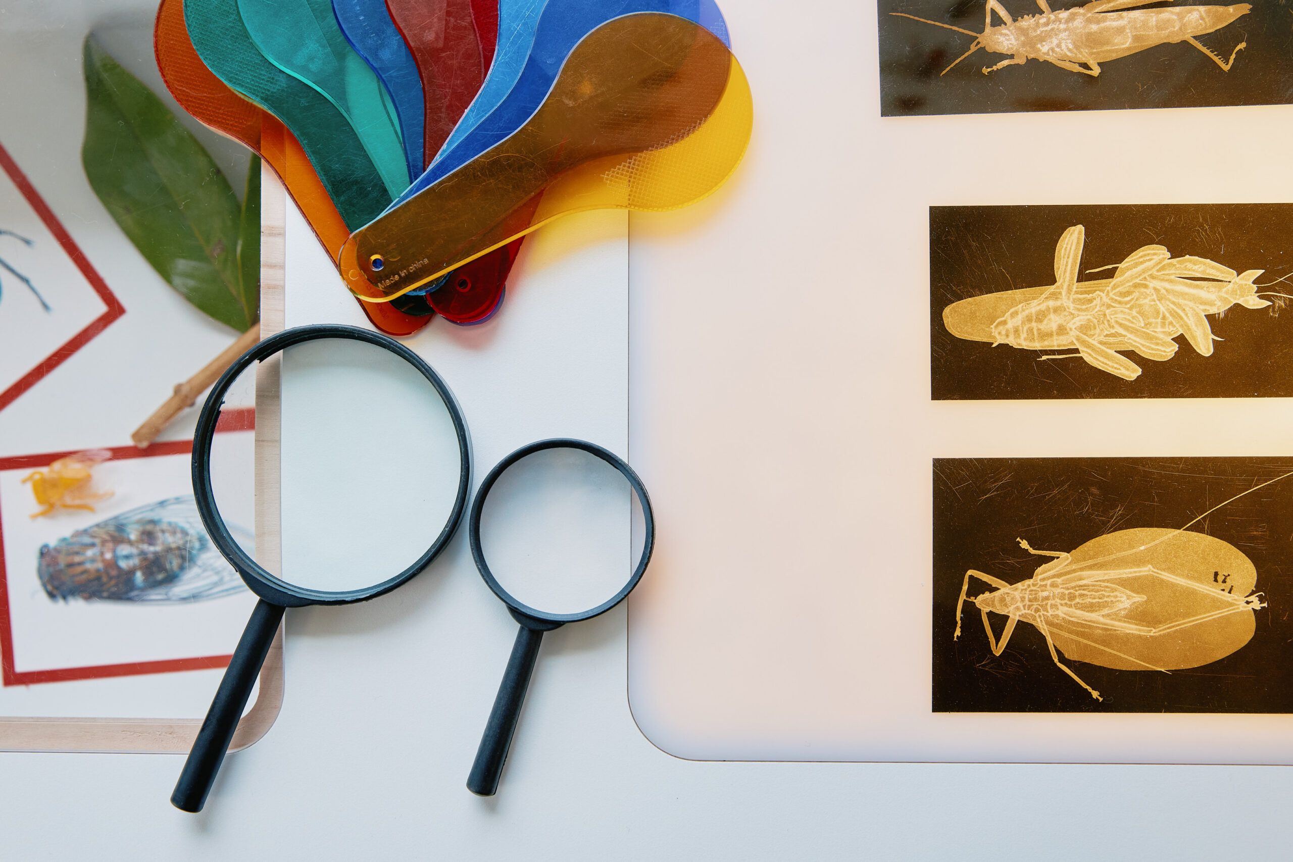 Nurture & Bloom | Bug inspection learn & play activity